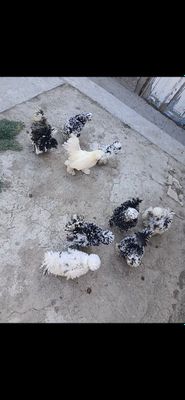 Sotladi 8 tavuxi 1 xurozi bor