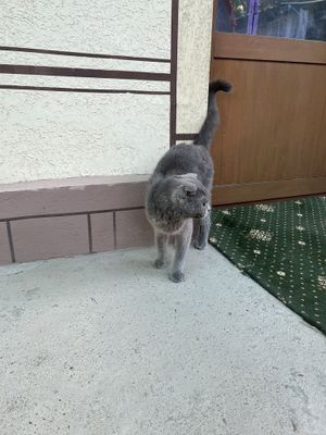 Кошка Scottish Fold