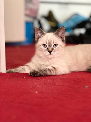 Сиямский котенок продается