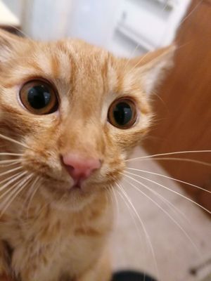 Рыжый котик. Бесплатно