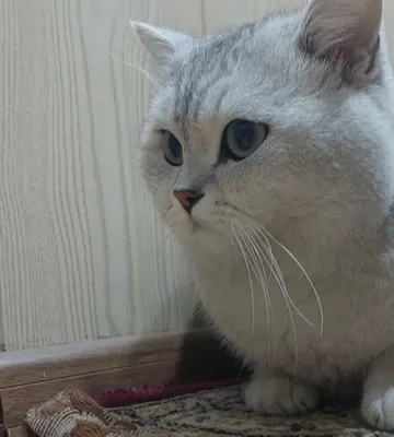 Qiz mushuklarni Vyazkaga taklif etamiz!