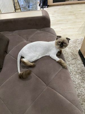 гигиеническая стрижка кошек, ЗВОНИТЬ ЗАРАНЕЕ