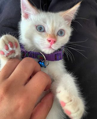 Turkish angora 7 oylik