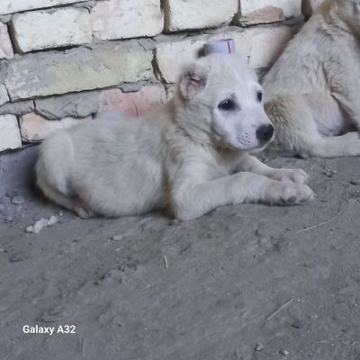 тоза туркман Алабай