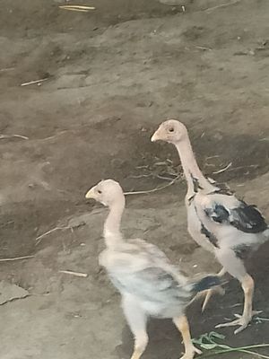 Dakan jujalar sotiladi