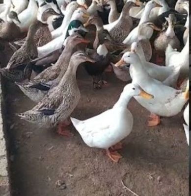 O'rdaklar sotiladi