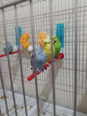 Popugaylar.Попугайчики