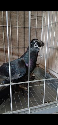 Гульсар молодой.