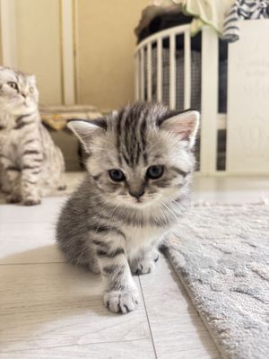 Котята 2 месяцев