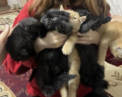 Scottish fold and scottish stright