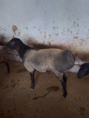 Продам барана 102кг