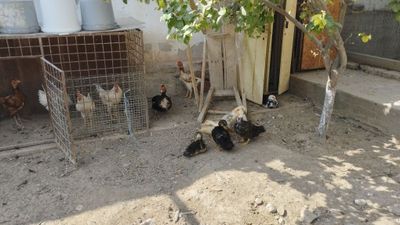 Horoz, tovuq, ordaklar