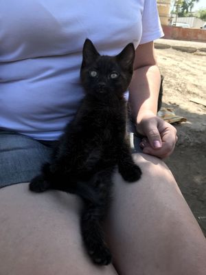 Котёнок отдам даром