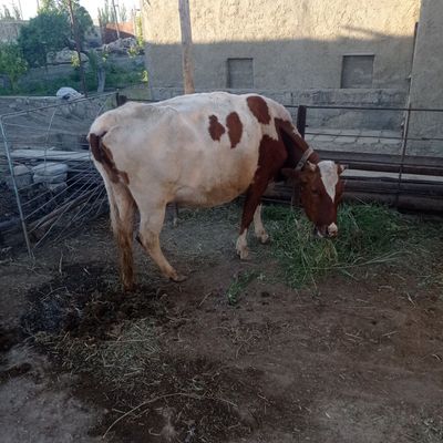 Кисир Сигир сотилади