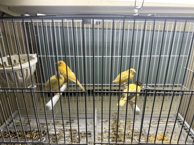 Kanareyka ona bola onasi 1,5 yosh 3 ochishi