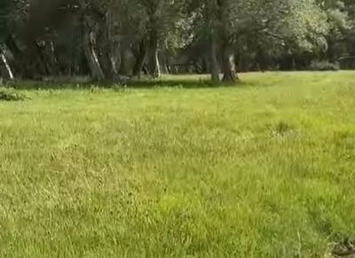 Zomin Tumani Jayilmada Uchaska Sotiladi