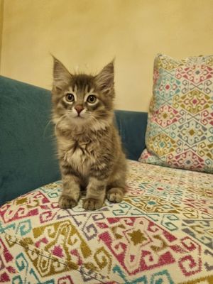 Отдадим котенка в самые добрые руки