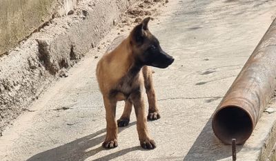 Тоза зотли афчарка 3 ойлик
