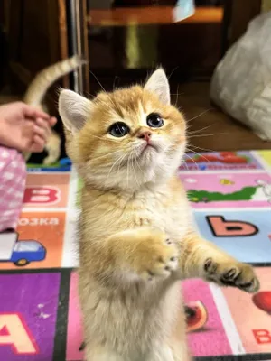 Gold шиншилла, мальчик и девочка, британские.