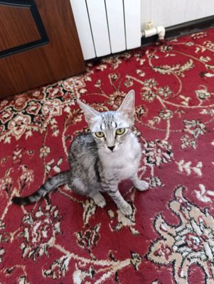 котята бесплатно