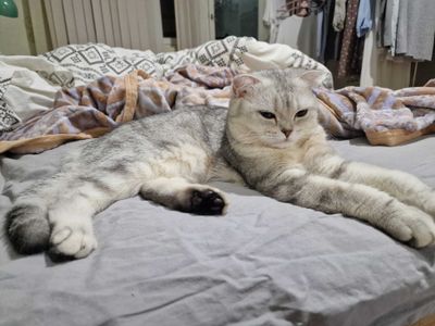 Кошка Скотиш-Страйт