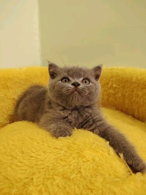 Продается Шотландская вислоухая кошка