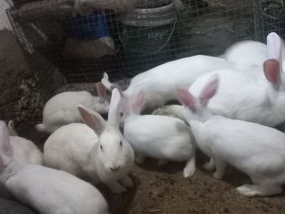 Quyonlar sotiladi 60 mngdan 150mnggacha