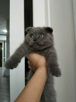 Scottish Fold Bolalari