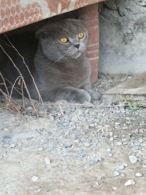 Продам Кот британский