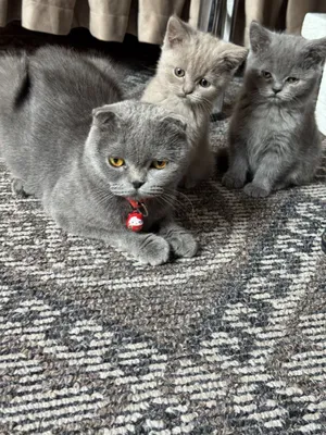 ПРОДАЖА КОТЯТ 2 месяцные