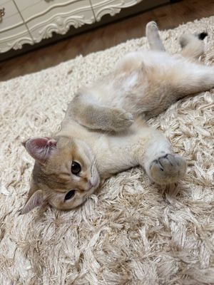 мушук Британская короткошерстная