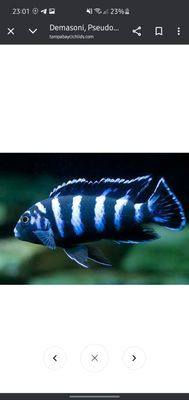 demasoni sotiladi oila
