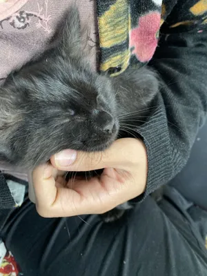 Mushuk bolasi tekinga