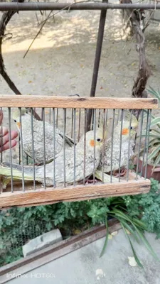 yosh qushlar 3 ta yeb ichishi zoʻr