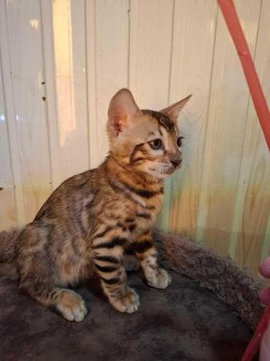 Бенгальский мальчик