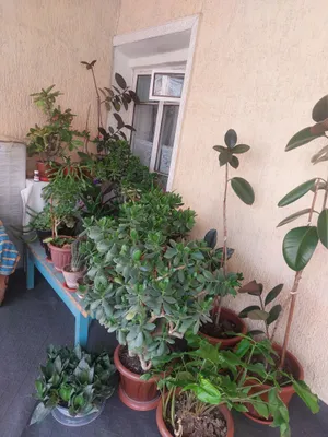 комнатные растения