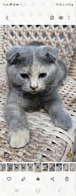 Продаются котята. Породистые.