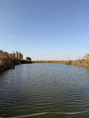 Сазан / Толстолоб / Беламур — сифатли балиқлар!