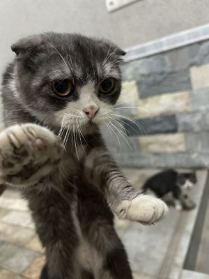mushi boladi sotladi qiz ogil