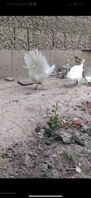 16 oylik oq tovus sotiladi