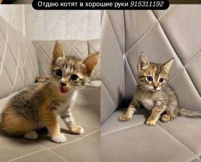 котята в добрые руки