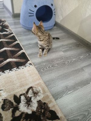 Бенгалский кошки смещанный