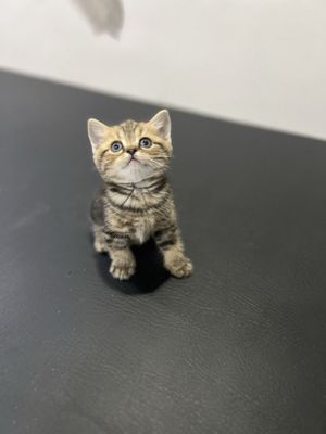 Продаются шотландские котята