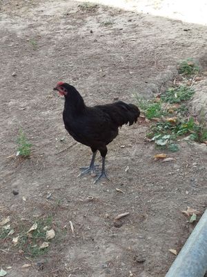 Qora shagzoda tovuq xoʻroz
