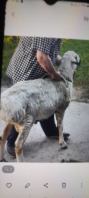Кучкор Куйлар сотилади