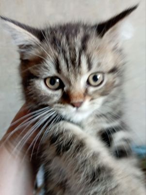 котёнок 2 мес. мальчик