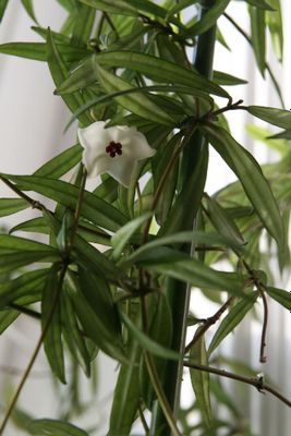 Хойя пауцифлора Hoya pauciflora