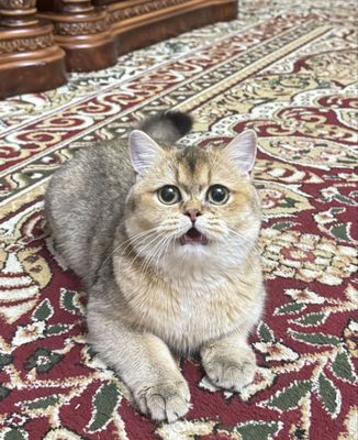 Британес девочка