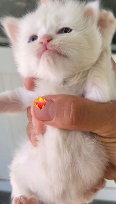Bu Oq mushug ismi Milaya 1 oylig Onasiyam oq erkak
