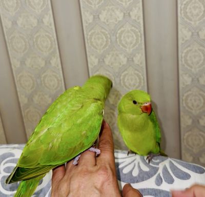 Продаются Индийские кольчатые попугаи